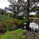 Noordhoek Common