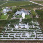 South hills vineyard maze