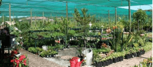 The Dam restaurant and Kwekery (Nursery)