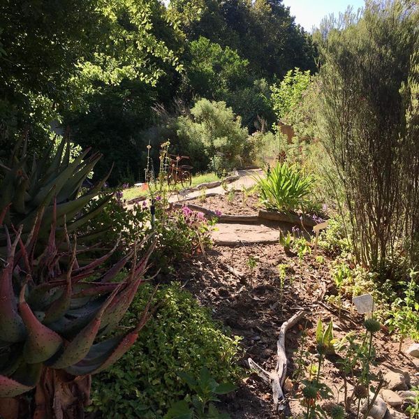 Franschhoek Indigenous Medicinal and Herb Garden.