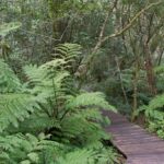 Valley of the ferns picnic site