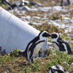 African Penguin and Seabird Sanctuary - APSS
