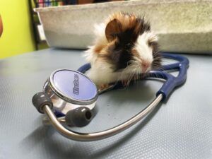 Cape Exotic Animal Hospital