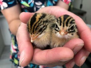 Cape Exotic Animal Hospital
