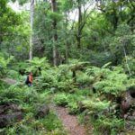 Knysna forest