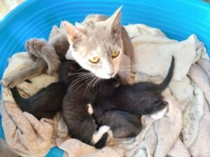 Cat heaven