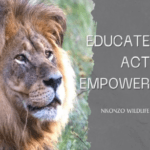 Nkonzo wildlife
