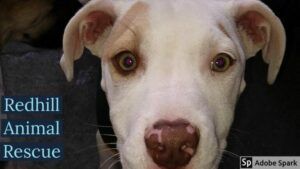 Redhill animal rescue