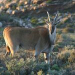 Kareekloof conservancy