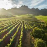 Alto Wine Estate