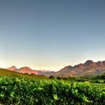 Audacia Wines