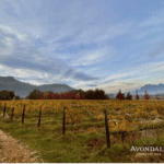 Avondale wine estate