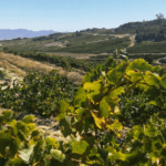 Babylon's Peak Private Cellar