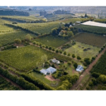 Belfield Wines