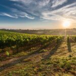 Bramon wine estate