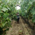 De Krans Calitzdorp Wine Cellar