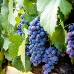 Denneboom vineyards
