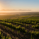 Diemersdal Wine Estate