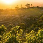 Eagles nest wine estate