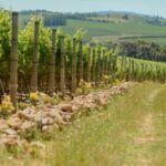 Elgin Ridge Wines