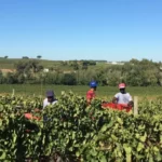 Graceland Wine Farms