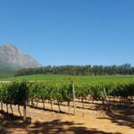 Kannonkop wine estate