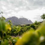 Knorhoek Wine Farm