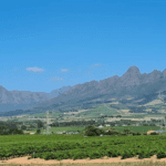 Lyngrove wines