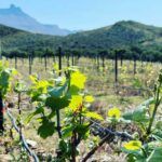 Mymering Wine & Guest estate
