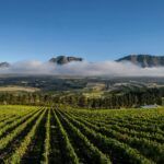 Newton Johnson Family Vineyards
