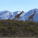 Swartberg game reserve