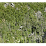 Garcia Forest Reserve