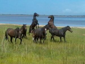 Rooisand Nature Reserve