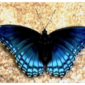 the-brenton-blue-butterfly-reserve