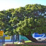 Treaty tree