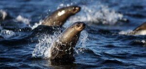 Circe Launches "Seal Island" trips