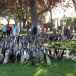 Duck parade at Vergenoegd Low Wine Estate