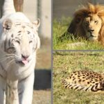 George Wildlife Park