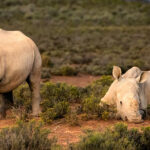 Mont Eco Private Game Reserve