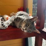 My Eden Boarding Cattery