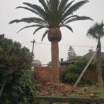 Optic Tree surgeons