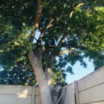 Suz Tree Fellers
