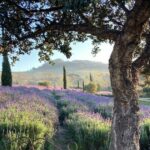 Canettevallei Lavender and Wine Farm