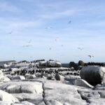 Malgas and Jutten Islands