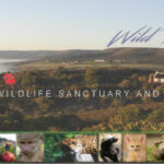 Wild Rescue