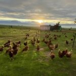 The Country Chic