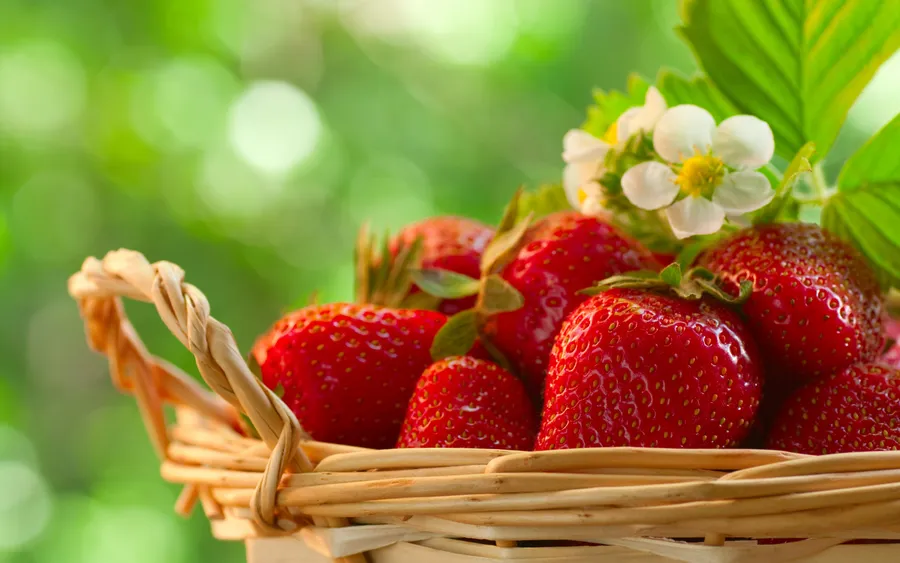 15 Great Places to Pick your own fruit and vegetables or flowers
