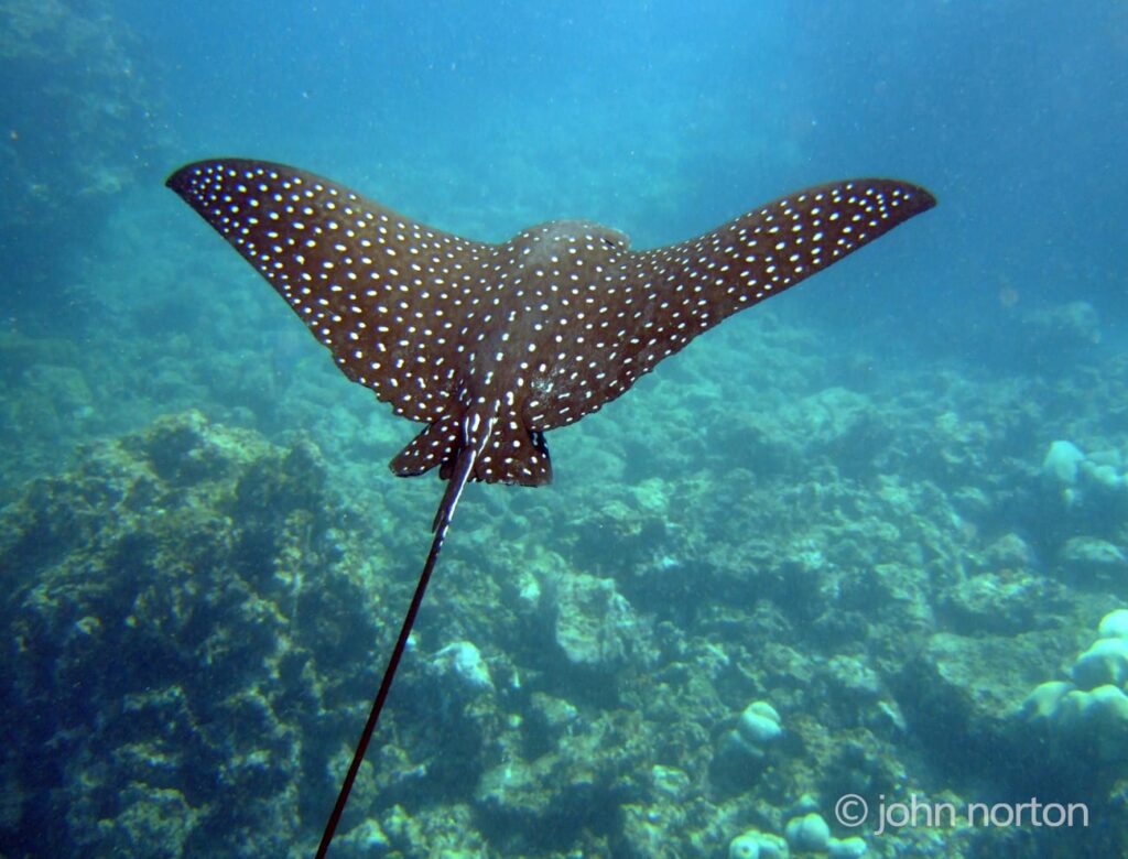 Daggerhead Fish Sea Fishing in the Western Cape | Colour DotsSea Fishing in the Western ...