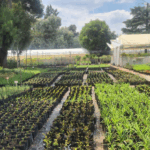 rooiklip nursery