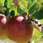 ARC Infruitec-Nietvoorbij Historical Garden